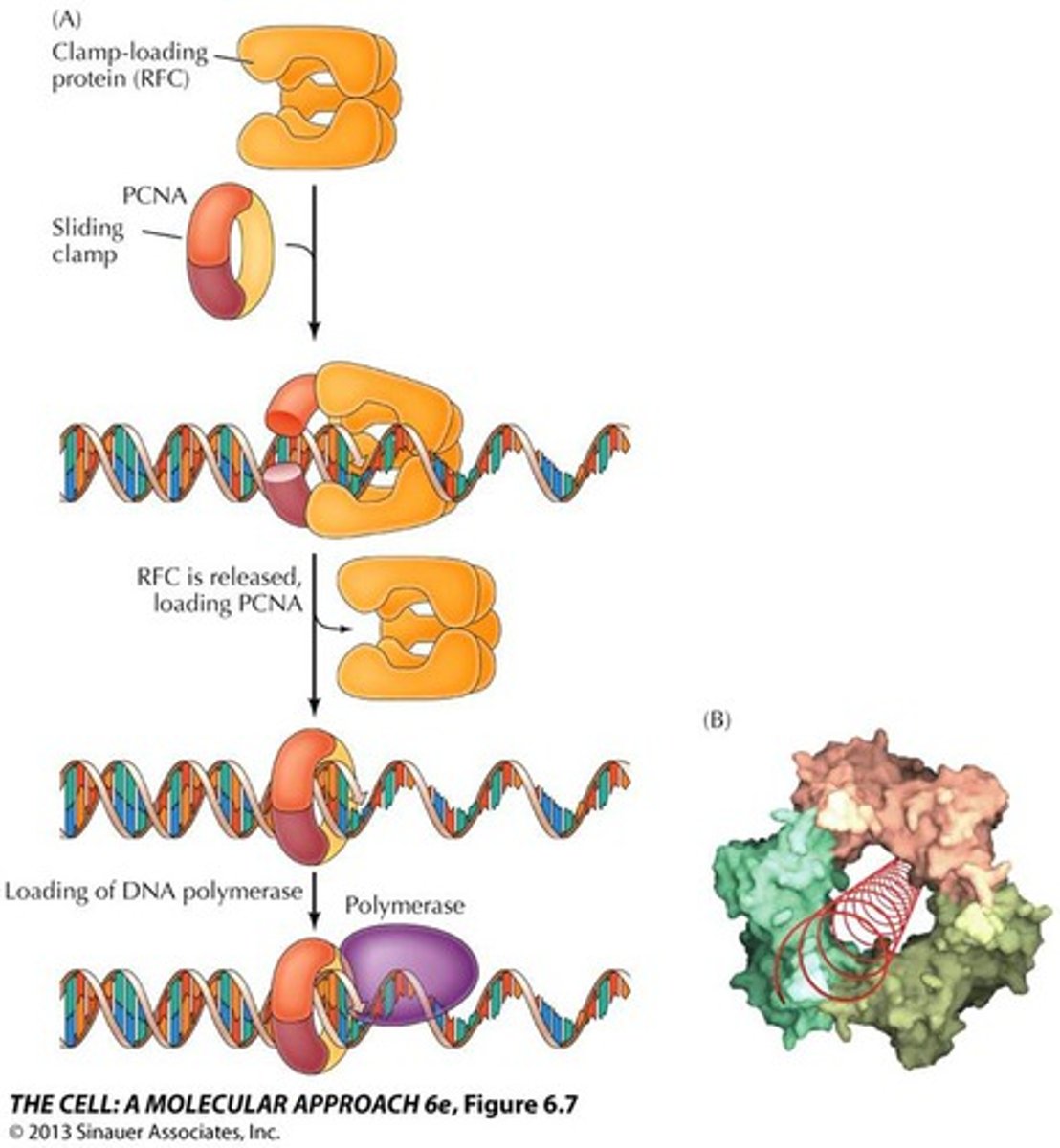 <p>contain exonuclease activity 3'-5' for proofreading their polymerase activity</p>