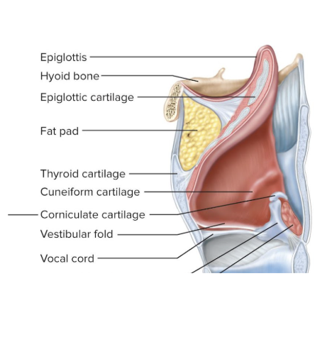 <p>flap of tissue that guards the superior opening of the larynx (the glottis)</p><ul><li><p>At rest, it stands almost vertically</p></li><li><p>During swallowing, extrinsic muscles of larynx pull the larynx upward</p></li><li><p>Then, the tongue pushes the epiglottis down to meet the larynx</p></li><li><p>This closes the airway and directs food to the esophagus behind it</p></li><li><p><u>Vestibular folds</u> of the larynx play a greater role in keeping food and drink out of the airway</p></li></ul><p></p>