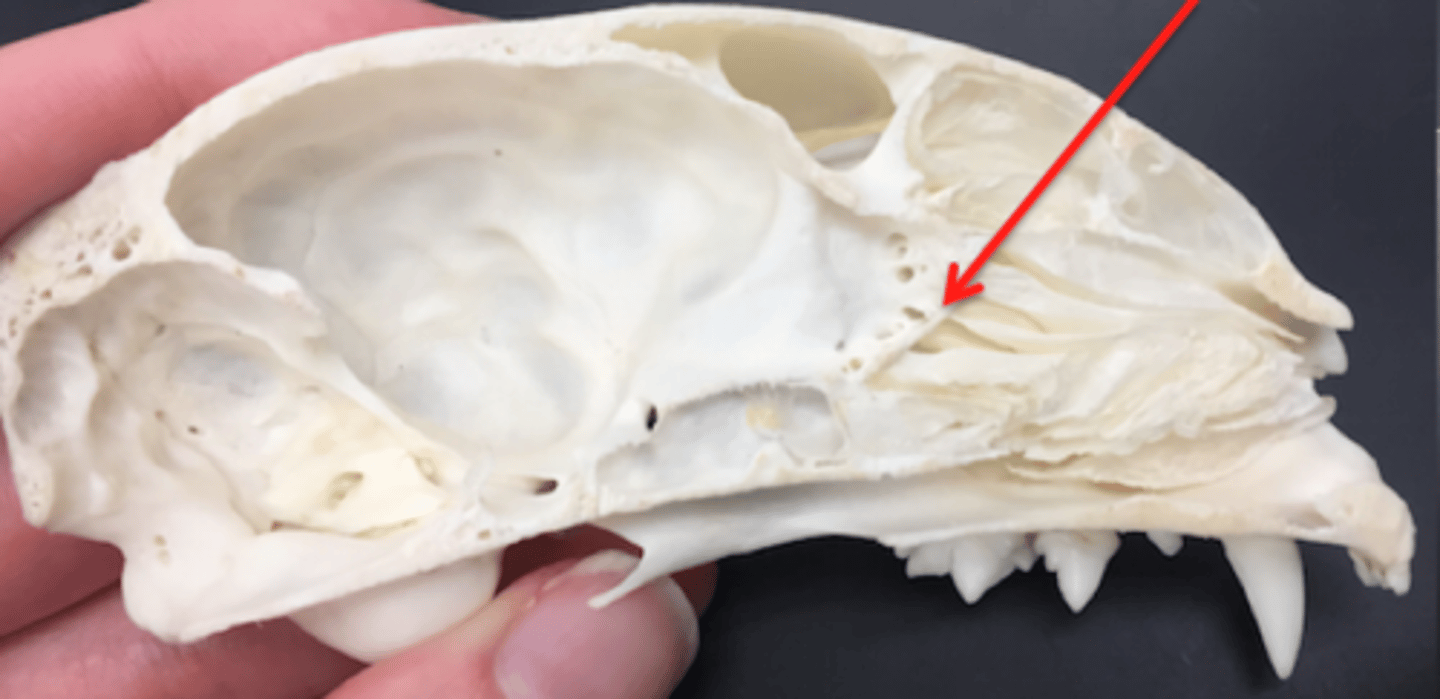 <p>forms part of the posterior portion of the nose, the orbit, and the floor of the cranium</p>