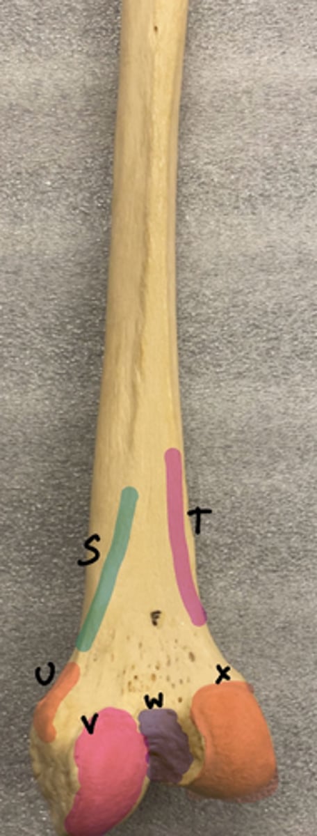 <p>S</p>