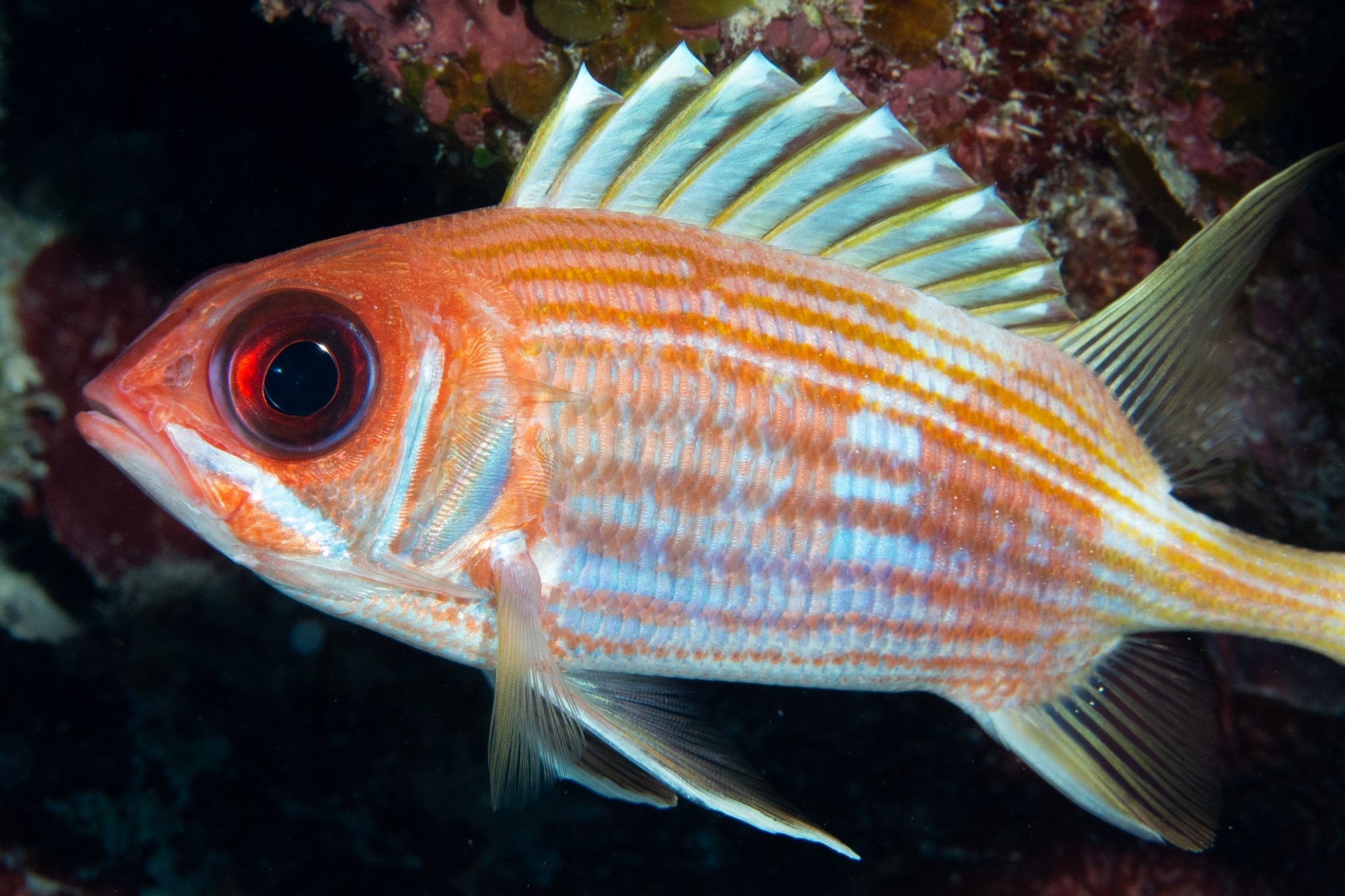 <p>red, huge eyes</p>
