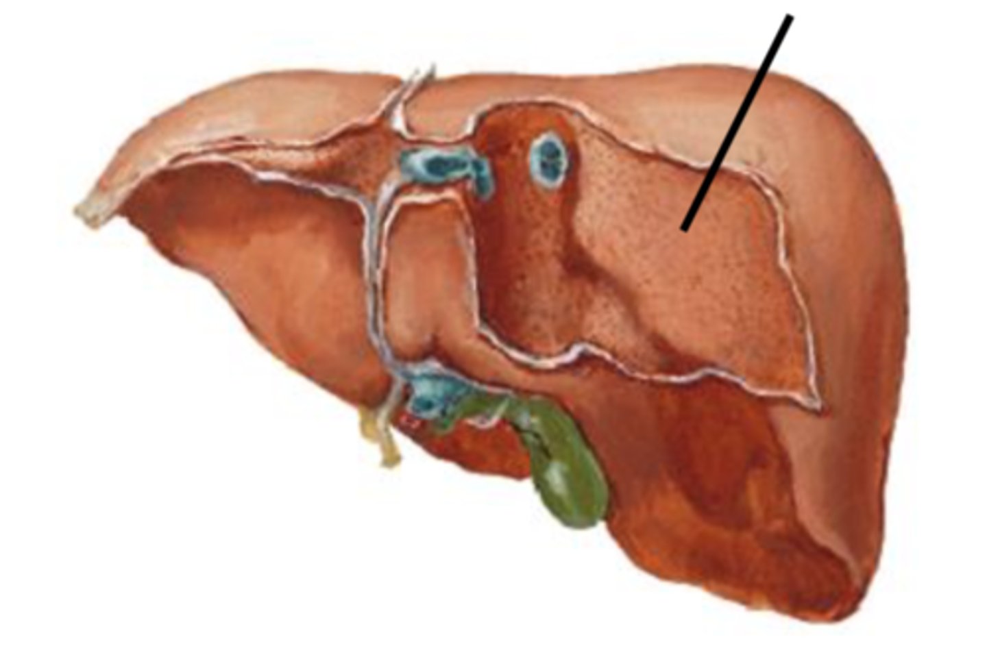 <p>Area</p><p>- Area that is split so you can see through the diaphragm</p><p>- TA will place probe in the slit in the coronary ligament to show</p>