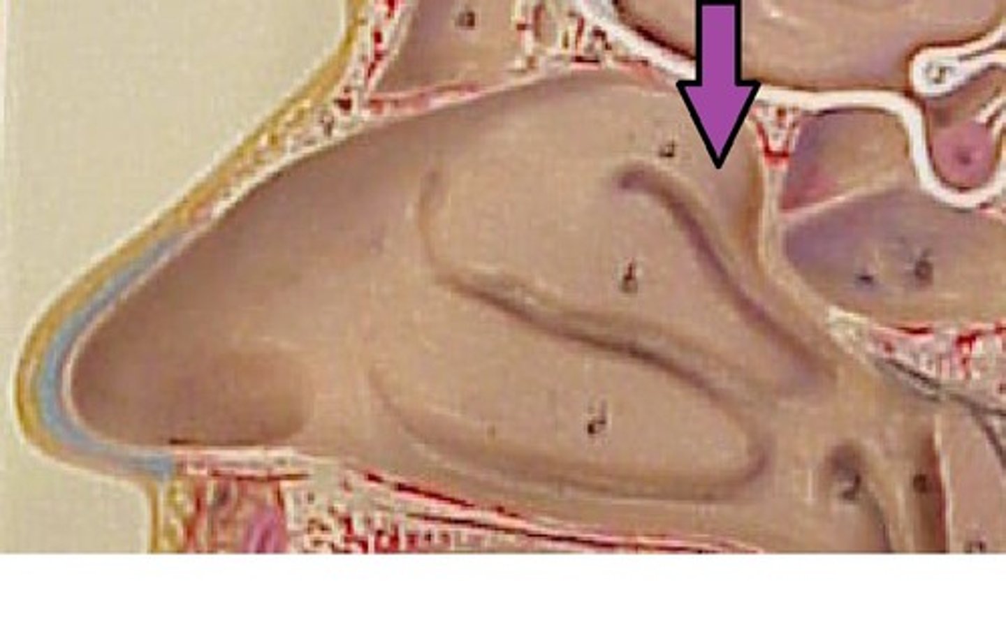 <p>above the middle nasal conchae, cannot be seen by the anterior view of the face (too deep in nasal cavity)</p>