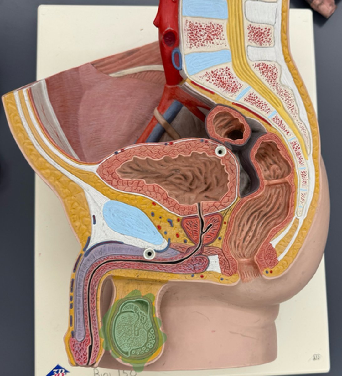 <p>male reproductive</p>