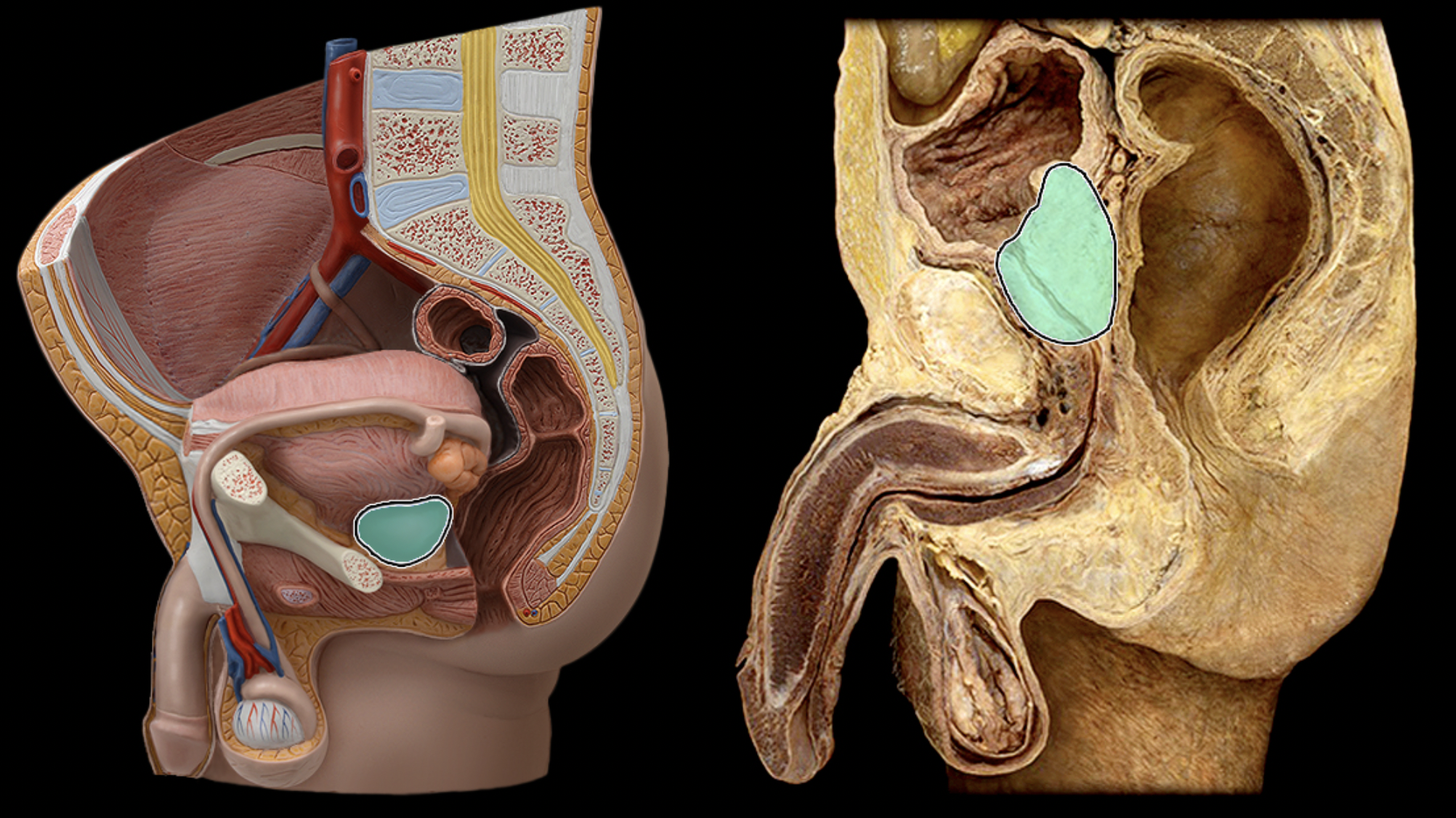 <p>What structure is shown?</p>