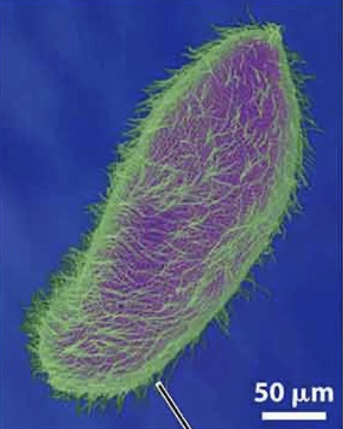 <ul><li><p>generates movement to mix substances at cell surface</p></li><li><p>composed of microtubules</p></li><li><p>wave-like movement</p></li><li><p>basal body = where microtubules grow from</p></li><li><p>short</p></li></ul><p></p>