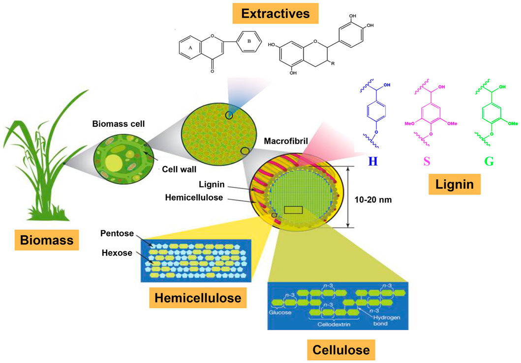 <p>Plant polysaccharide that strengths the cell wall by cross-linking cellulose and lignin fiber</p>