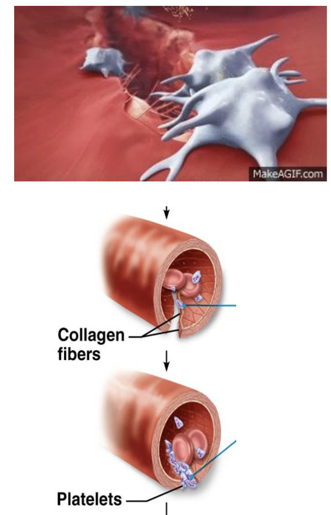 <ol><li><p>Broken tissue <strong>releases</strong> <strong>chemicals</strong> that <strong>attracts</strong> <strong>platelets</strong></p></li><li><p><strong>Platelets</strong> <strong>change</strong> <strong>shape</strong> and <strong>extend</strong> <strong>projections</strong> to stick onto the broken tissue, forming a <strong>platelet</strong> <strong>plug</strong></p><ol><li><p>This mechanism is also <strong>short</strong> <strong>term</strong>, stopping blood for a <strong>few</strong> <strong>hours</strong></p></li></ol></li></ol><p></p>