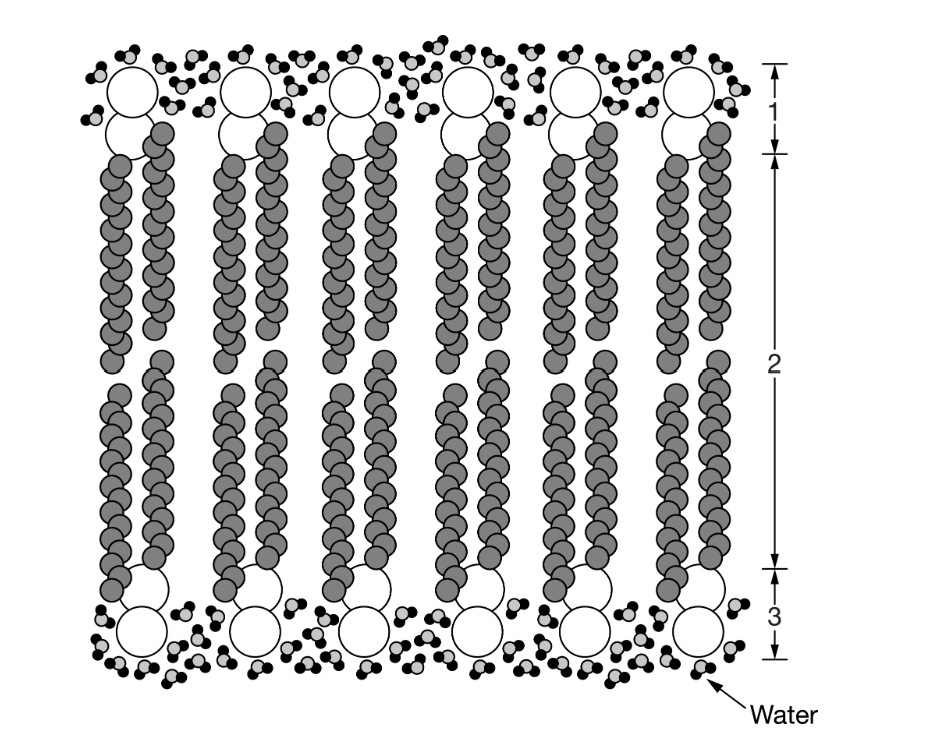 <p>Which of the following best describes the numbered areas?</p>