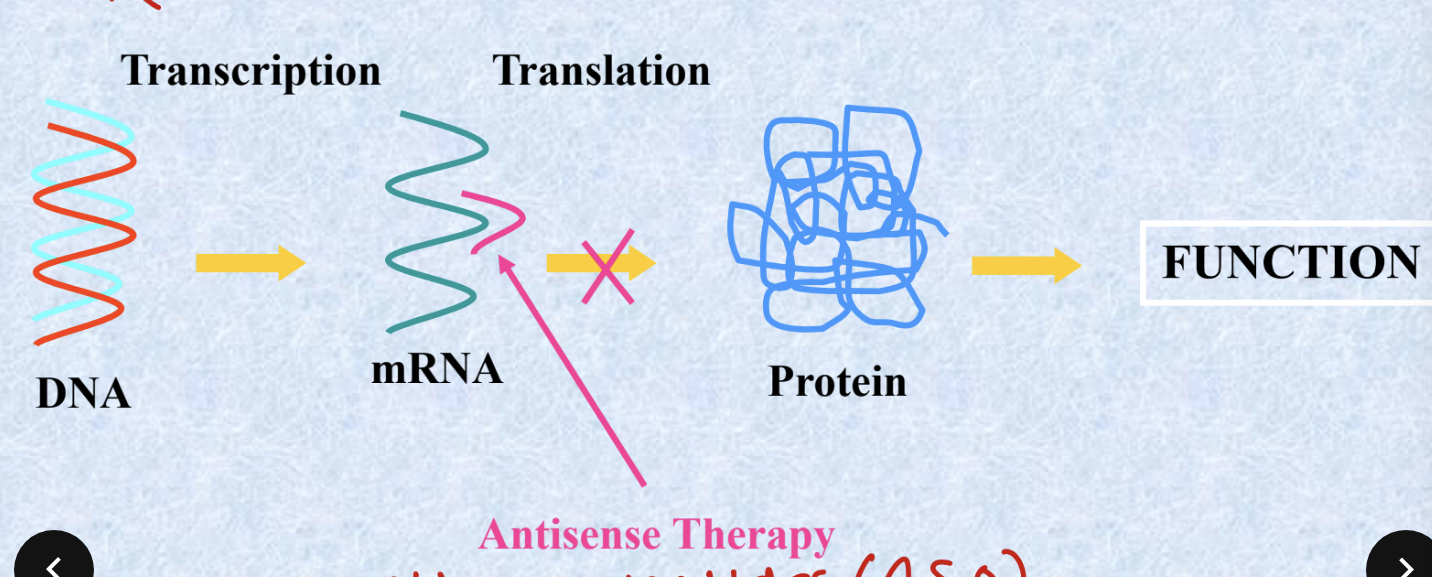 <ul><li><p>typical pathway</p><ul><li><p><strong>DNA</strong> → transcription → <strong>mRNA</strong> → translation →<strong> protein</strong> → <strong>function</strong></p></li></ul></li><li><p>ASO therapy is focused on the blockade of the synthesis of specific protein by <strong>binding to mRNA</strong></p></li></ul><p></p>