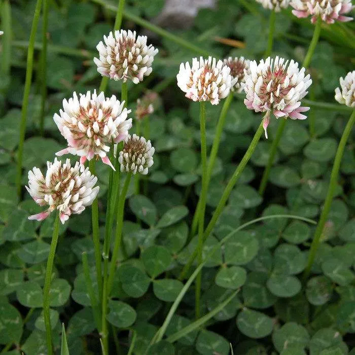 <p>White clover</p>