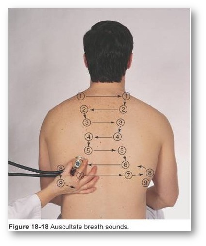 <p>Identify points for auscultation</p>
