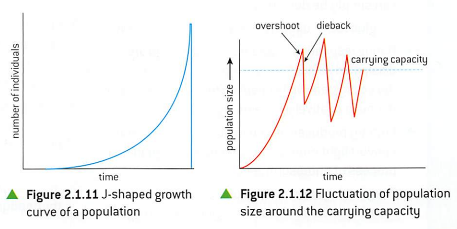 see a boom and bust pattern
1) population grows exponentially
2) suddenly collapse (diebacks)

often, population exceeds carrying capacity on long-term or continuing basis before the collapse (overshoot)

note: long-term basis as carrying capacity can be exceeded in the short term (human race right now)
