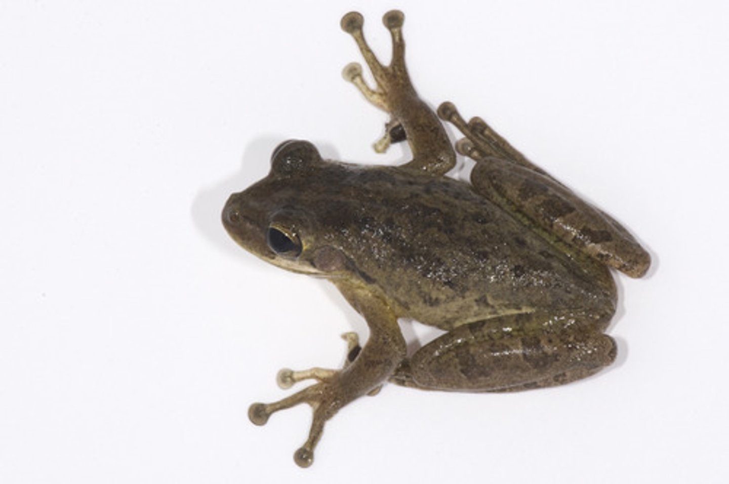 <p>This is a forest dwelling amphibian native to the West Indies. It was first recorded in 1952 and was easily dispersed through plant shipments. They prey on small frogs and some toads. They also feed on insect species and can increase competitive pressure on native species. The prolific breeding habits of this species can interfere with native tadpole populations and the ecology of the environments.</p>
