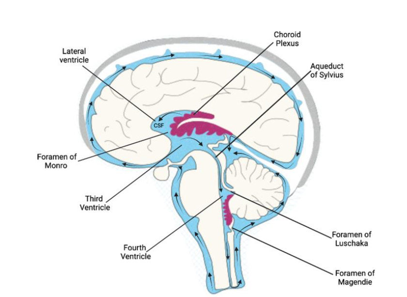 <ul><li><p><strong>Modified <mark data-color="purple" style="background-color: purple; color: inherit;">ependymal cells</mark> surrounding a core of<span> </span><mark data-color="purple" style="background-color: purple; color: inherit;"><span>capillaries & loose connective tissue.</span></mark></strong></p></li></ul><p></p>