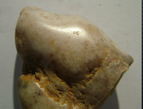 <p>Chordata, Gastrolith</p>