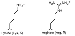 <p>Lysine is shorter than arginine and will no longer be sufficiently close to the carboxylate of zanamivir to hydrogen bond.</p>