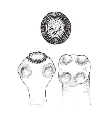 <p><em>Taenia spp.</em></p>