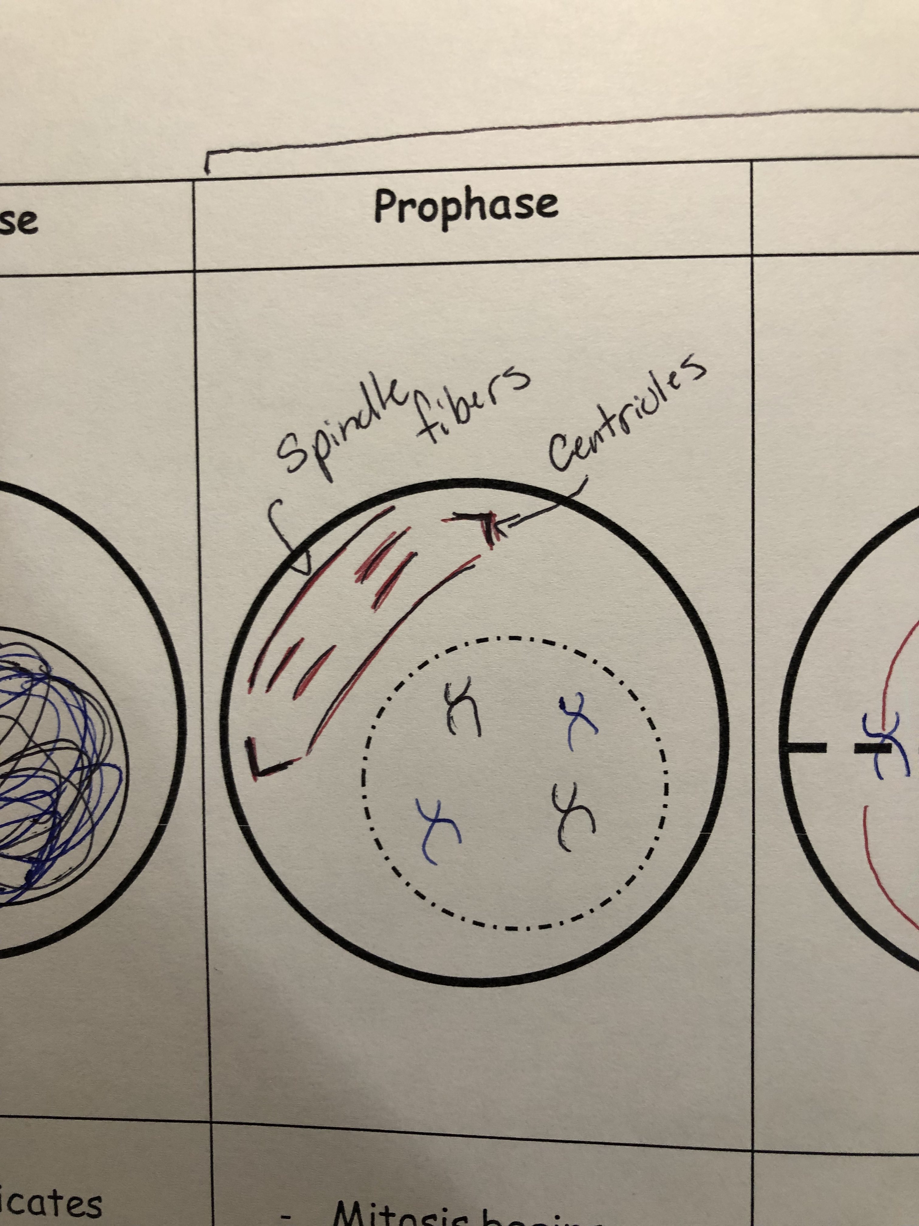 <p>Chromosomes condense and centrioles move to opposite poles, forming spindle fibres. Each chromosome has 2 identical sister chromatids that are held together by a centromere</p>