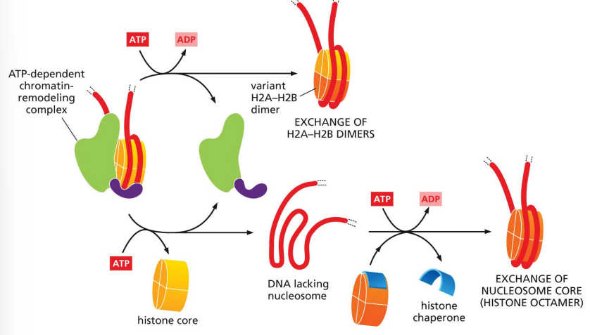 <p>requires cooperation with histone chaperones</p><p>exchange: </p><ul><li><p>ATP-dependent chromatin-remodeling complex creates a variant of histone dimer(s)</p></li></ul><p>replacement:</p><ul><li><p>ATP-dependent chromatin remodeling complex removes histone core, then histone chaperone exchanges for a new nucleosome core</p></li></ul><p>histone variants allow greater access to nucleosomal DNA</p>