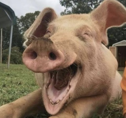 <p>What is the scientific name for swine?</p>