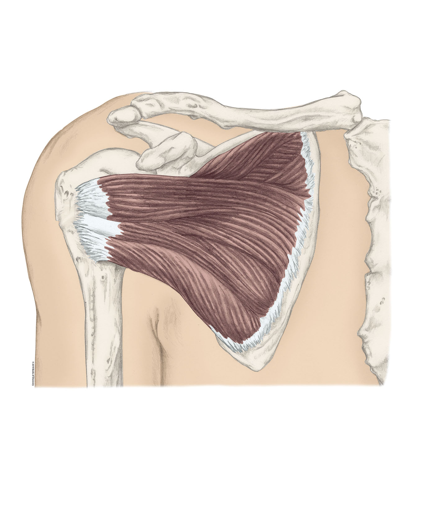 <p>Subscapularis</p>