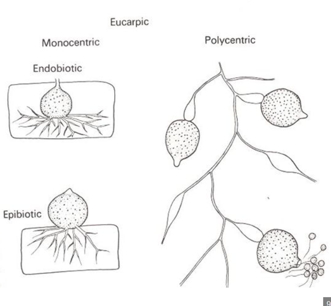 <p>portions of thallus converted into sporangia; development of rhizoids or vegetative thallus</p>