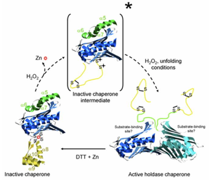 <p>Heat Shock Proteins (Molecular Chaperones)</p>