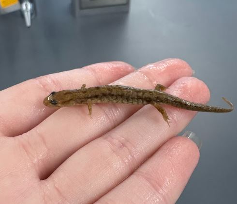 <p>Desmognathus ochrophaeus. Plethodontidae. </p>