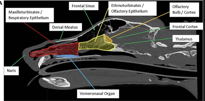 <p>Tubular structure in nasal septum</p><p>Detects pheromones! Damage would interfere with pheromone effects but not with general sensing!</p><p>Anatomical evidence says no VNO in humans; but we may still use olfactory bulb!</p>