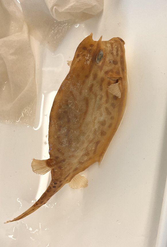 <p>The cowfish <strong>acant</strong> grow q<strong>uads </strong>because he eats so much <strong>corn</strong></p>