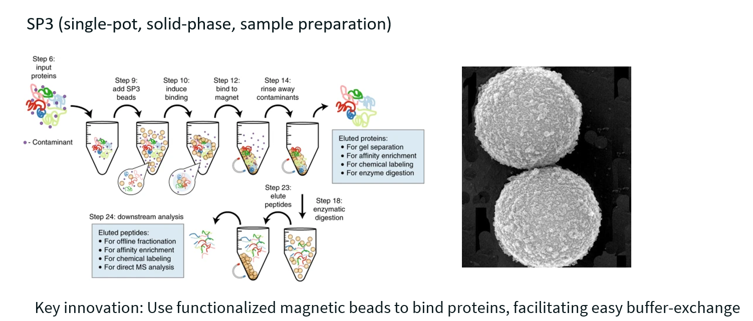 <p><strong>SP3</strong> uses <strong>magnetic beads</strong> to capture, purify, and digest proteins and peptides <strong>all in a single tube</strong>—making the workflow <strong>simpler</strong>, <strong>faster</strong>, and <strong>less prone to sample loss</strong> than traditional methods like in-solution digestion or FASP.</p>