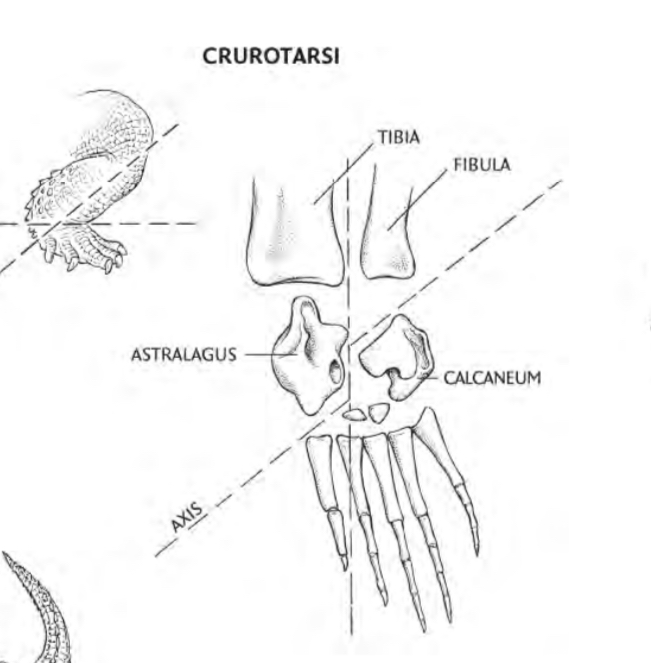 Curotarson ankle: