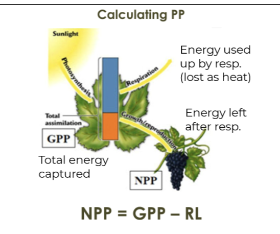 <p>Net primary productivity (NPP)</p>