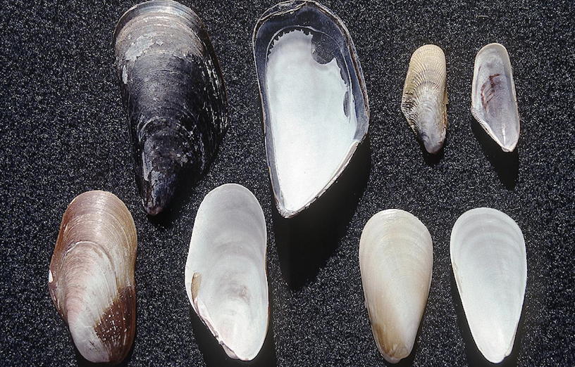 <p>What habitat and feeding corresponds to these mollusks in the order mytilida?</p>