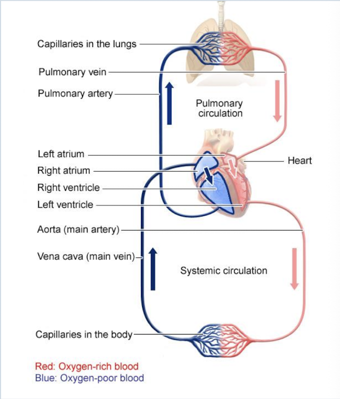 <p>Circulation of blood</p>