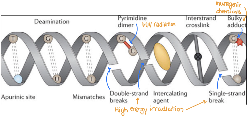 <ol><li><p><strong>UV radiation (sunlight)</strong>: covalent bonding b/w pyrimidines </p></li></ol><ul><li><p>Bind to the same strand instead of the other strand → unwanted linkage</p></li></ul><ol start="2"><li><p><strong>High energy irradiation (X-Rays):</strong> Generate ROS → DNA strand break </p></li><li><p><strong>Mutagenic chemicals</strong> (ex. cigarette smoke, automobile fumes) → bulky DNA adducts inserting itself b/w DNA strands → obstruction and distortion of the double helix</p></li></ol><p></p>