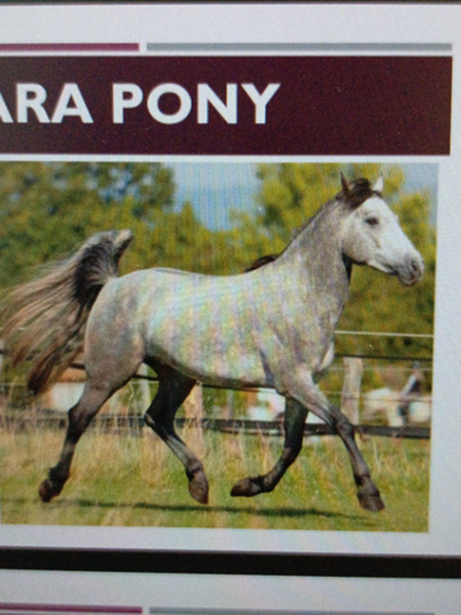 <p>-Ireland breed</p><p>-Athleticism, versatility and good disposition; "Sports pony"</p><p>-Developed from predecessors from Icelandic ponies</p><p>-Height:50-58 inches</p><p>-Autosomal recissive disorder hoof wall separation disease</p><p>​</p>