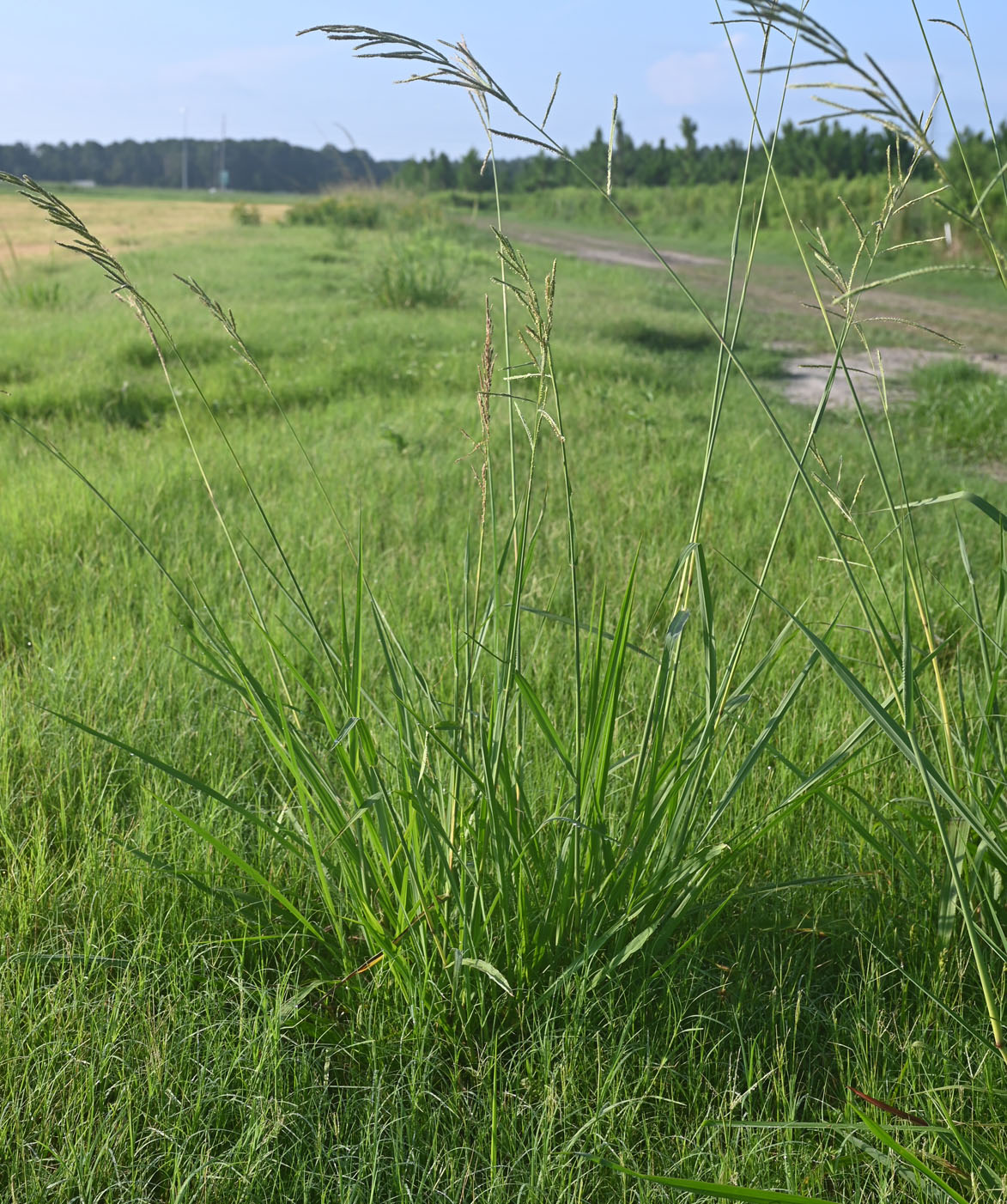<p><em>Paspalum urvillei</em>, exotic/warm season</p>