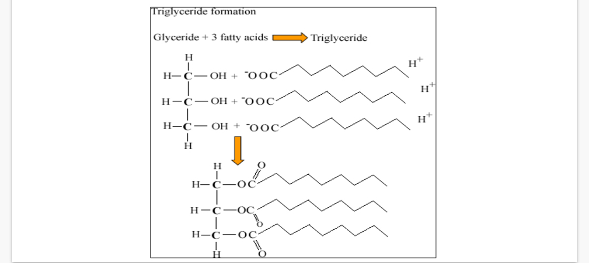 <p>The carboxyl groups of fatty acids react with the hydroxyl groups(esterification reaction-a type of condensation reaction) glycerol, forming…</p><p>•Triglycerides are …1? because they have are non-polar (even distribution of charges around the molecule)</p><p>•Triglycerides are also insoluble</p>