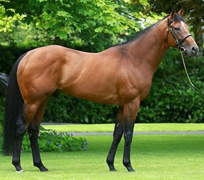 <p><strong>Thoroughbred Horse</strong></p>