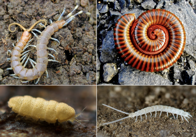 <p>Subphylum Myriopoda (Under Phylum Arthropoda) (centipedes, millipedes)</p>