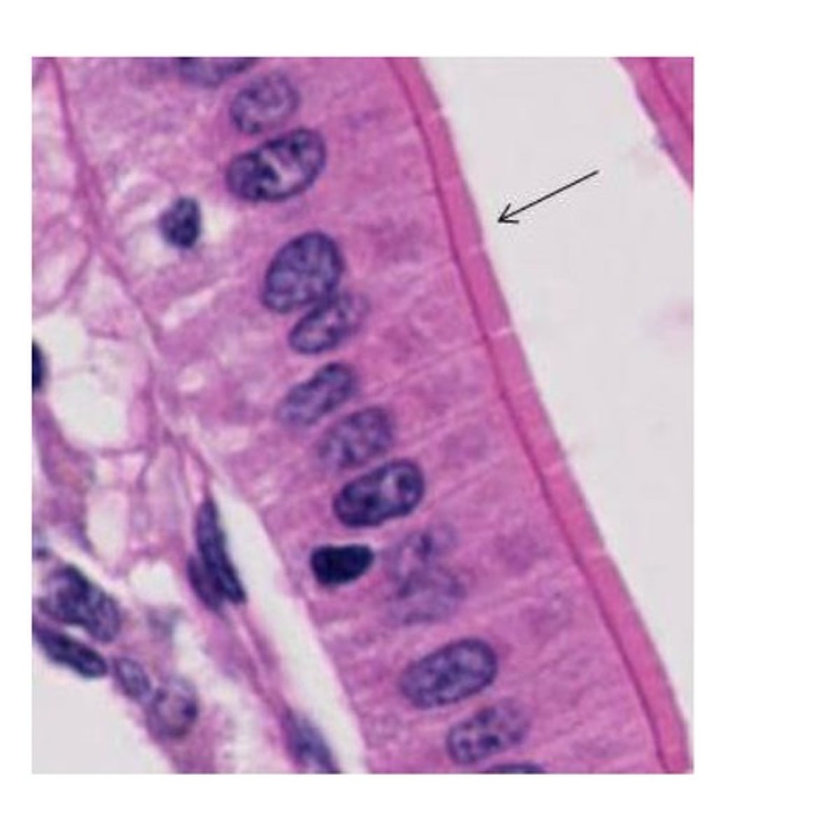 <p>cytoplasmic projections from apical surface; composed of microfilaments covered by cell membranes;</p><p>Function- increase surface area to increase absorption (NOT MOTILE);</p><p>Location- intestinal tract; proximal renal tubules</p>