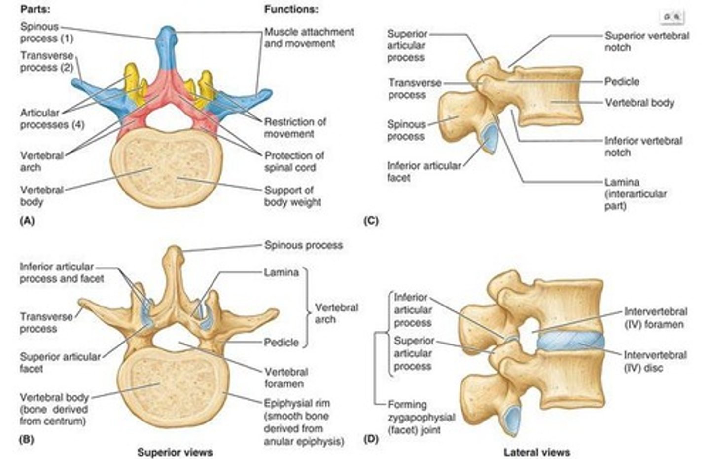 <p>To protect the spinal cord and spinal nerves, support the weight of the body, and provide a flexible axis for the body.</p>
