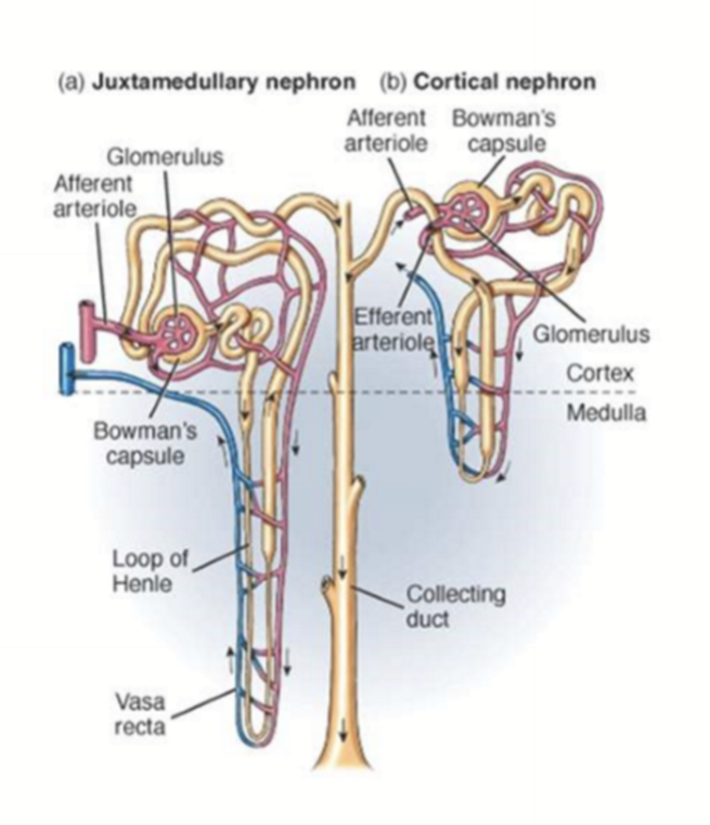 <ul><li><p>Cortical nephrons: Mostly in the renal cortex; only has a bit of the loop of henle enter the medulla; and has peritubular capillaries. Mainly used for general filtration and reabsorption. Is the majority of nephrons.</p></li><li><p>Juxtamedullary Nephrons: Near the cortex-medulla junction; has long loop of henle that extends deep into the inner medulla. Mainly used for concentrating urine.</p></li></ul><p></p>