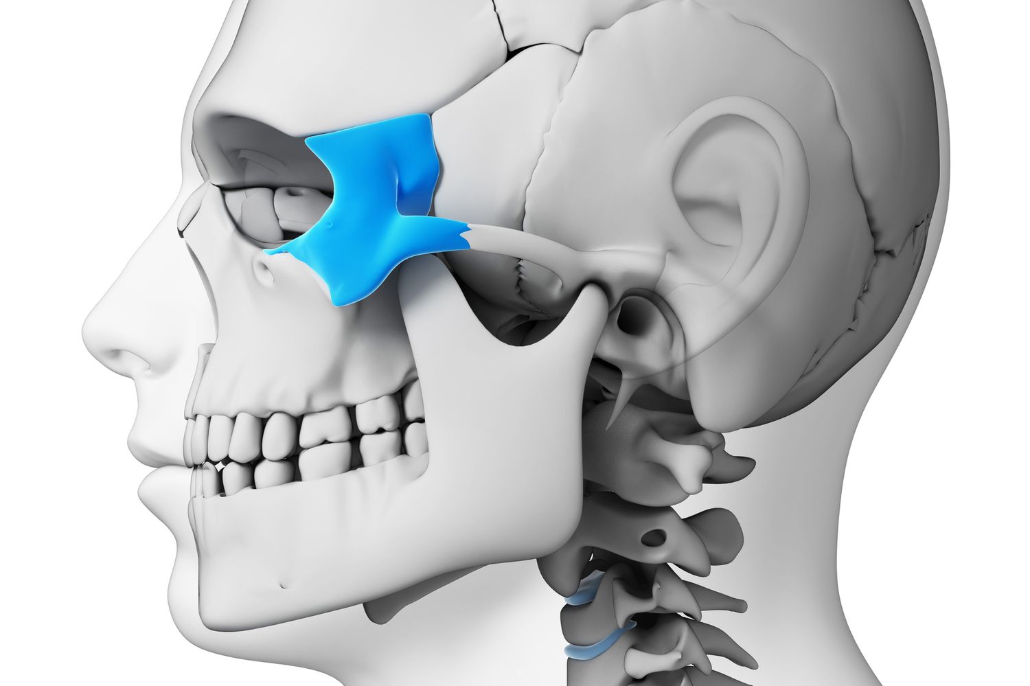 <p>What part of the skull is this?</p>