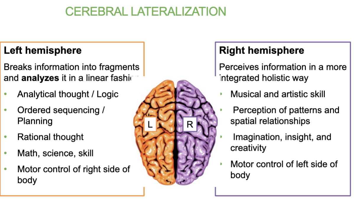 <p>Means that each <strong>hemisphere of the brain</strong> specializes in <strong>different functions </strong>&amp; Both sides control their opposite side.</p><ul><li><p><strong>Left hemisphere</strong>: Analytical thought logic, math, rational thoughts, <strong>controls right side of body</strong></p></li><li><p><strong>Right hemisphere</strong>: creativity, musical &amp; artistic skill, imagination, insight, creativity &amp; spatial awareness, <strong>controls left side of body</strong></p></li></ul><p></p>