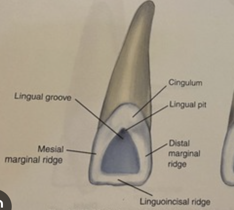 <p>starts are lingual pit and extends distally to cingulum </p>