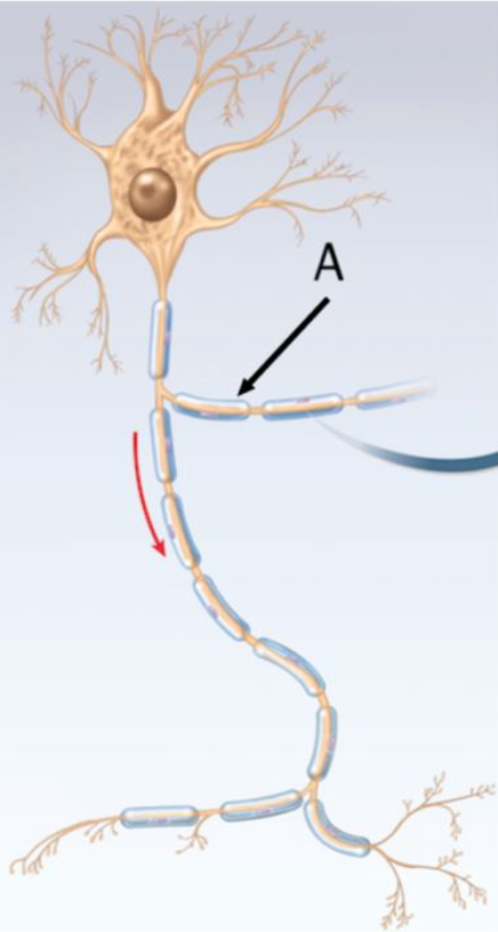 <p>Name the outer covering of the neuron indicated by the arrow labeled A.</p>
