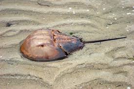 <p>-horseshoe crabs (4 marine spp.)</p><p>-chelate appendages</p><p>-chelicerae</p><p>-pedipalps</p><p>-4 pairs of legs</p><p>-Abdomen: genital opercula and 5 pairs of book gills</p><p>-<strong>Telson</strong> for uprighting </p><p>-coxal glands→last pair of legs</p><p>-beach spawners with egg capsules</p>